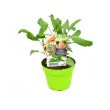 Salie in groene pot