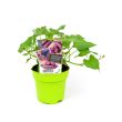 Zoete aardappel Erato Violet
