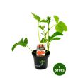 Aardbei Darselect