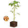 Tomatenplant - ananas