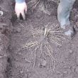 Aspergeklauwen planten