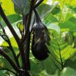 Aubergine aan plant
