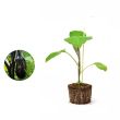 Mini Aubergine plant