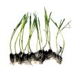 Preiplantjes met kluit