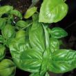 Basilicum bladeren