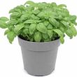 Basilicumplant