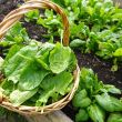 Mooie oogst spinazie - zaden Tuin de Bruijn
