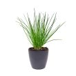 Bieslook plant