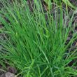 Bieslook is een meerjarige plant