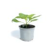 Biologische Surinaamse gele peper