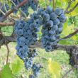 Blauwe druif Regent