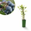 Blauwe bes - bosbes - Jersey