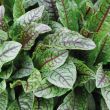 Bloedzuring van moestuinenbloem.nl