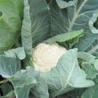 Mooie witte bloemkool uit de moestuin. Koop bloemkoolplantjes bij moestuinenbloem.nl