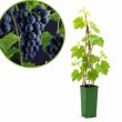 Blauwe druif
