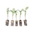 Broccoli - Super seedlings