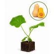 Pompoen butternut