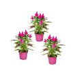 Celosia planten