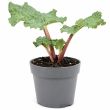 Rabarber in grote pot
