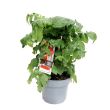 Cherrytomaten aan plant