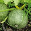 Ronde courgette van moestuinenbloem.nl