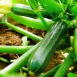 Courgette