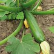 Groene courgettes aan plant van moestuinenbloem.nl