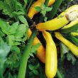 Gele courgette