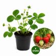 Darselect aardbeienplantjes
