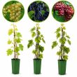 Voordelige set druivenplanten. Rode, witte en blauwe druiven