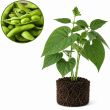 Plant, sojaboon