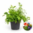 Eetbare bloemenmix