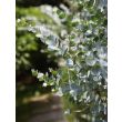 Eucalyptus Silver Dollar