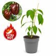 Hot Chocolate peperplant