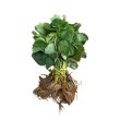 Aardbeien Darselect in bosje
