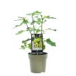 Vijgenplant