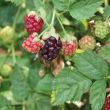 Frambraam Boysenberry
