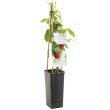 Framboos Solu Red
