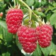 De Tayberry lijkt erg op een framboos en is heerlijk zoet van smaak