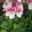 Franse Geraniums roze koop je bij moestuinenbloem.nl