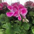 Franse Geraniums roze koop je bij moestuinenbloem.nl