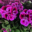 Franse Geraniums roze koop je bij moestuinenbloem.nl