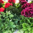 Franse Geraniums verkrijgbaar in verschillende tinten bij moestuinenbloem.nl