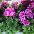 Franse Geraniums roze