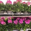 Franse Geraniums roze koop je bij moestuinenbloem.nl