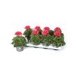 Franse geraniums