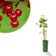 Rode aalbes fruitstruik kopen