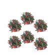 Set van 6 bergthee planten