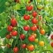 Cherrytomaten