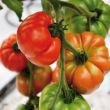 Tomaten Coeur de Boeuf aan de plant